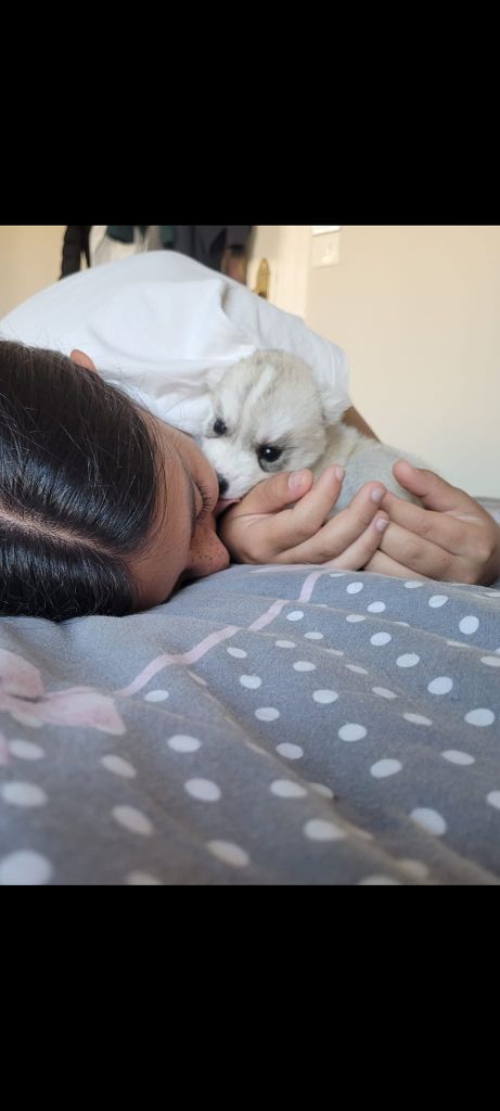 chiot Siberian Husky of Royal Siberian