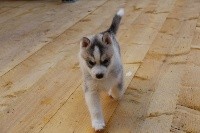 of Royal Siberian - Siberian Husky - Portée née le 26/08/2019