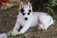 of Royal Siberian - Siberian Husky - Portée née le 26/05/2018