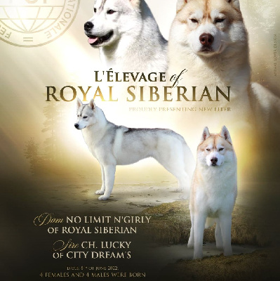 of Royal Siberian - Siberian Husky - Portée née le 08/06/2022