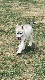 of Royal Siberian - Chiot disponible  - Siberian Husky