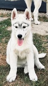 of Royal Siberian - Chiot disponible  - Siberian Husky