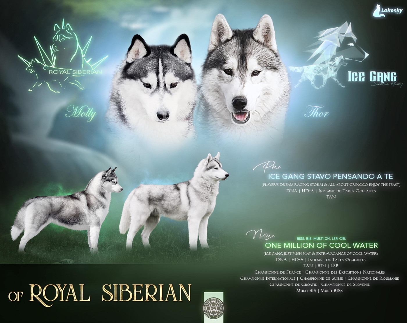 of Royal Siberian - Siberian Husky - Portée née le 18/04/2026