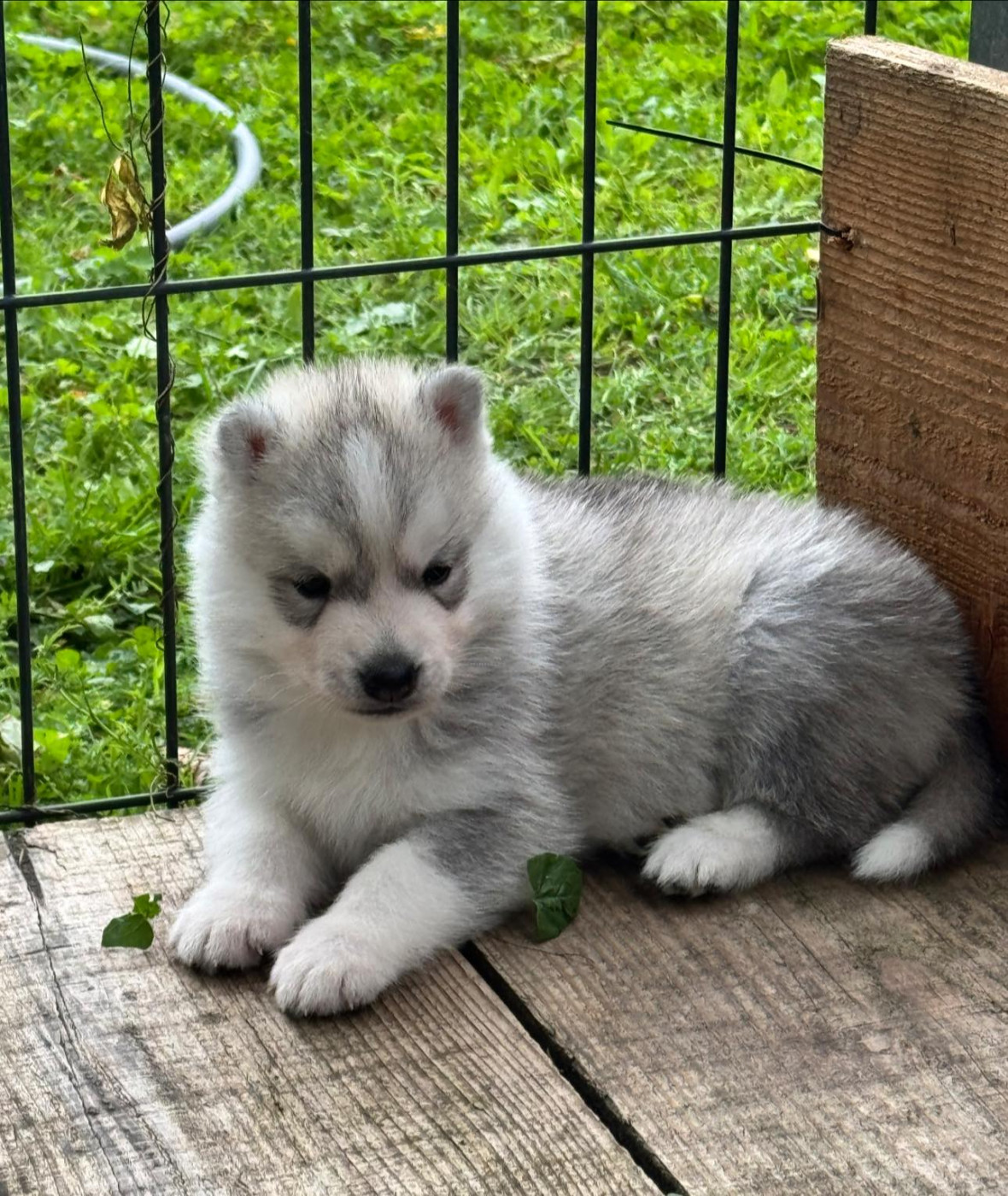 of Royal Siberian - Chiots disponibles - Siberian Husky
