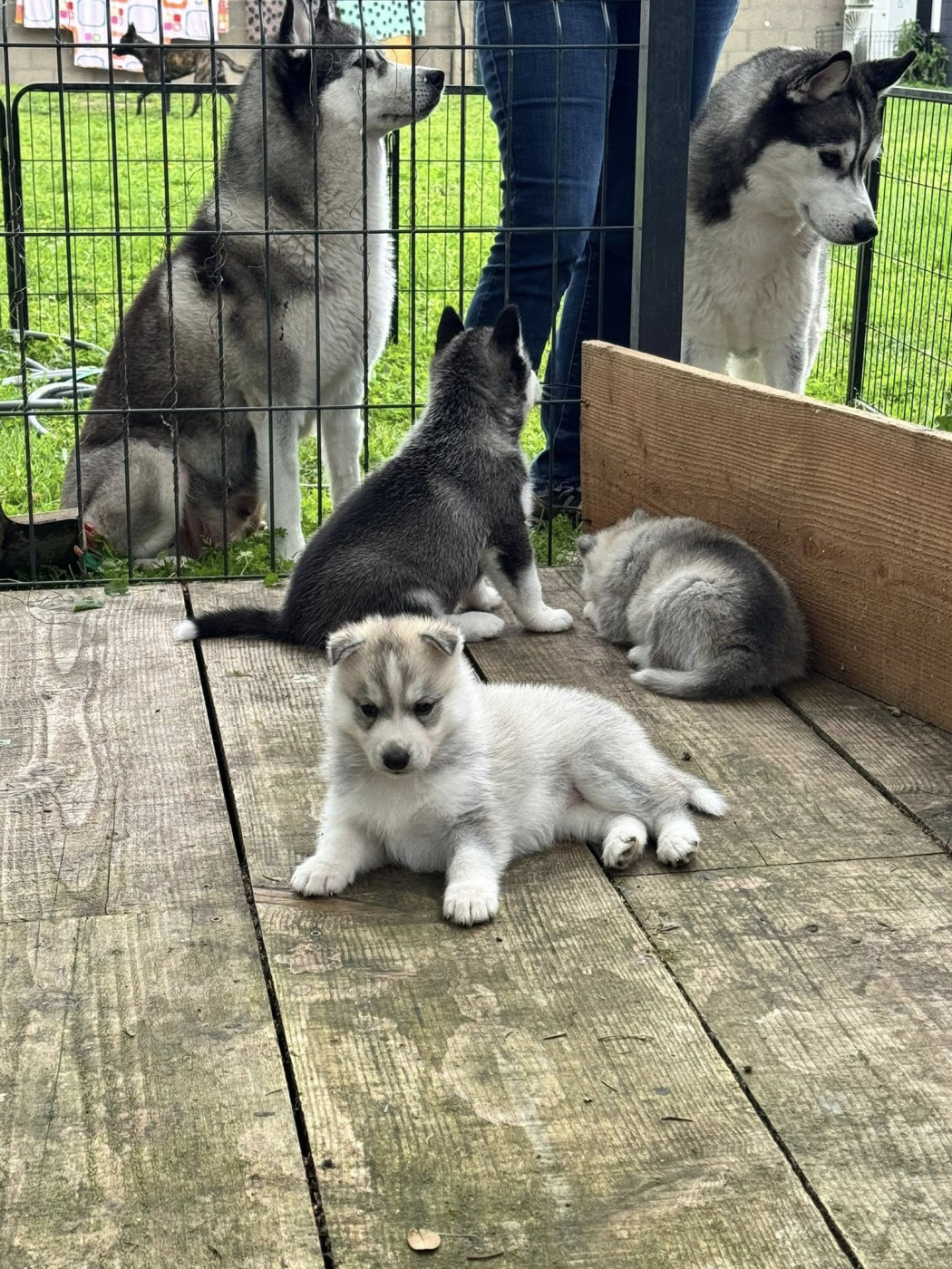of Royal Siberian - Chiots disponibles - Siberian Husky