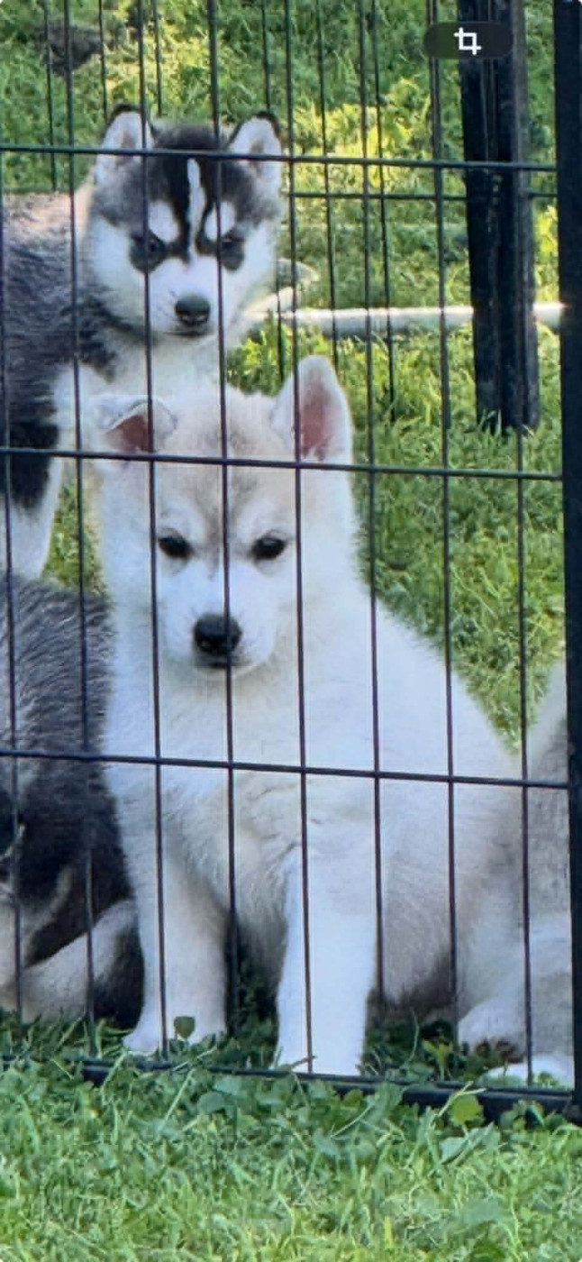 of Royal Siberian - Chiots disponibles - Siberian Husky