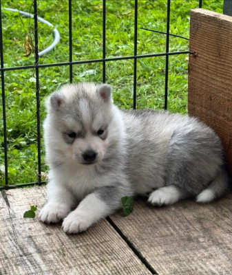 Chiot N°1