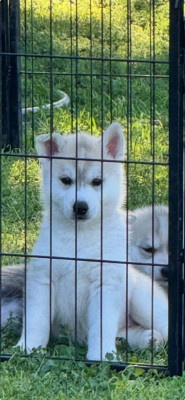 Chiot N°3