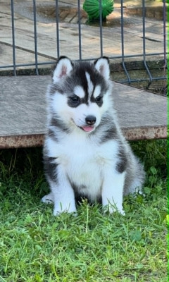 Chiot N°4