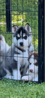 Chiot N°1