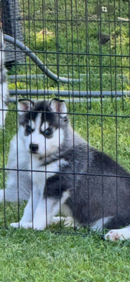 Chiot N°2