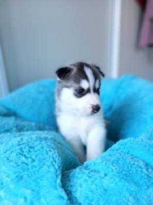 CHIOT